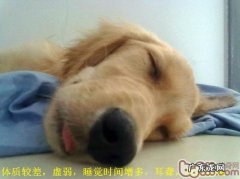 有关小狗的老年痴呆的病症