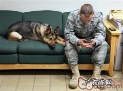 犬的应激综合症的了解和剖析