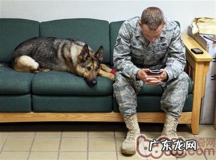 犬的应激综合症的了解和剖析