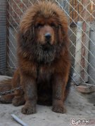 犬黄疸病发病原因确诊与预防