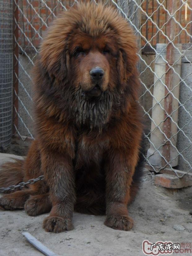 犬黄疸病发病原因确诊与预防