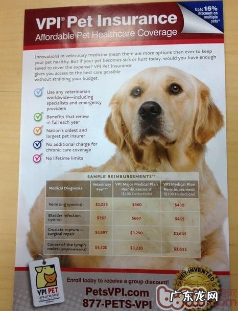 宠物保险已经欧美音乐