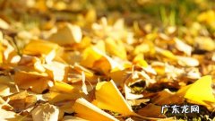 形容银杏叶的唯美句子简短 【抖音文案】形容银杏叶的唯美句子