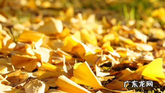 形容银杏叶的唯美句子简短 【抖音文案】形容银杏叶的唯美句子