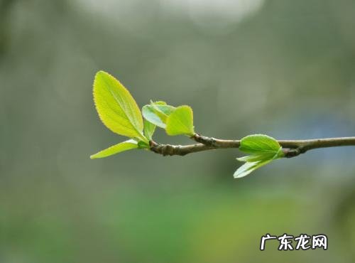 描写春天公园美丽景色的句子 【抖音文案】描写春天景色的短句子大全