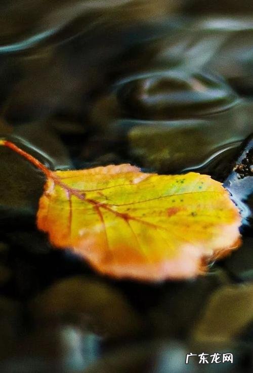 秋天比较有意境的句子 【抖音文案】秋天意境很美的句子