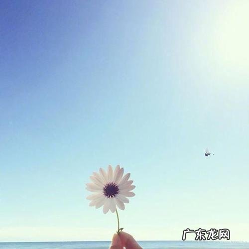 描写风的优美短句 【抖音文案】风的优美短句