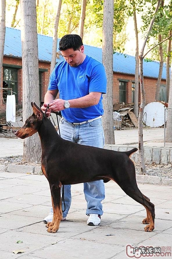 有关杜宾种母狗在繁育中的影响力