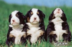 预防小狗耳朵发炎的方式