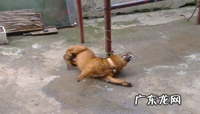 犬甲基对硫磷中毒的症状及医治