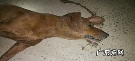 犬甲基对硫磷中毒的症状及医治