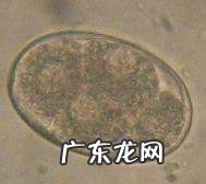 宠物狗普遍的四种寄生虫感染