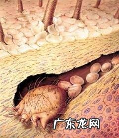 宠物狗普遍的四种寄生虫感染