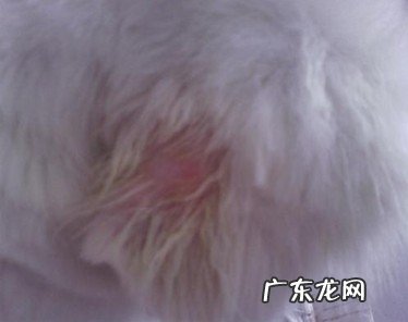 宠物狗普遍的四种寄生虫感染