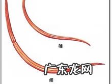 宠物狗普遍的四种寄生虫感染