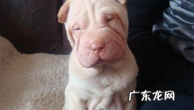 犬冠状病毒病的简易了解