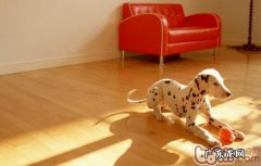 斑点狗患细微的治疗方法