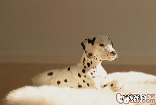 斑点狗犬瘟的表现症状