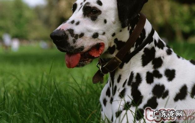 斑点狗的普遍疾病有哪些