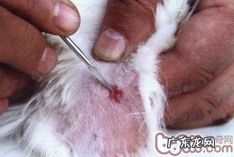 小狗各种各样遇难抢救方法