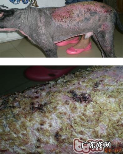 号召主人家提升 对犬寄生虫感染伤害的了解