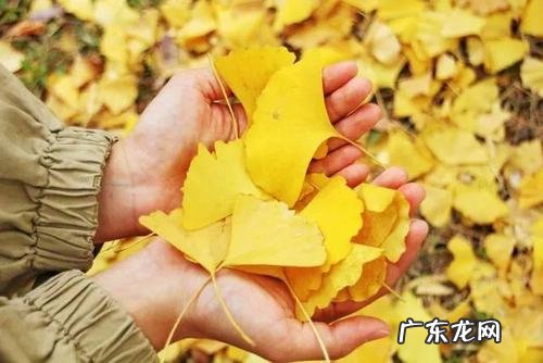 【抖音文案】关于银杏的美句一段话