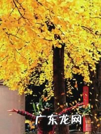 【抖音文案】关于银杏的美句一段话