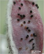 外裂头蚴蜱对小狗的风险