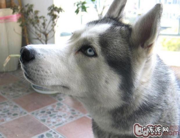 怎么让得病的小狗服药