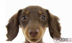 什么食物会让小狗中毒了