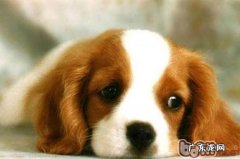 给狗狗绝育的方式