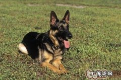 德国牧羊犬急性胃肠炎及医治