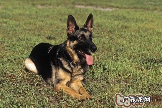 德国牧羊犬急性胃肠炎及医治