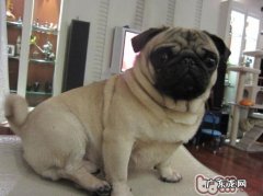 什么小狗非常容易中署