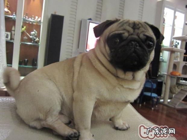 什么小狗非常容易中署