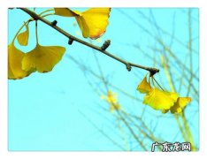 写银杏树的句子优美段落 【抖音文案】银杏树说说句子