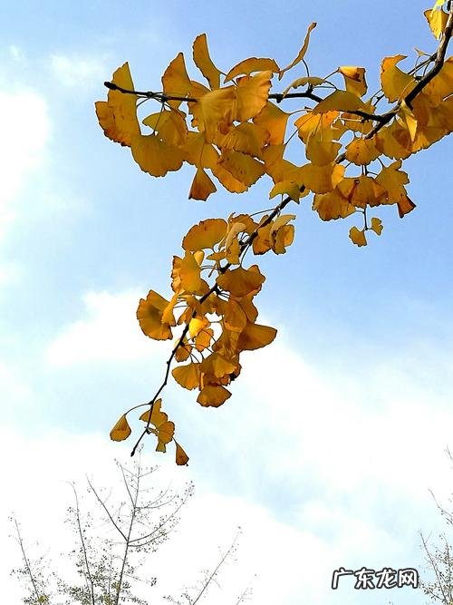 写银杏树的句子优美段落 【抖音文案】银杏树说说句子