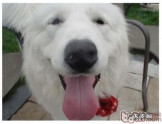 夏天小狗中暑的表现