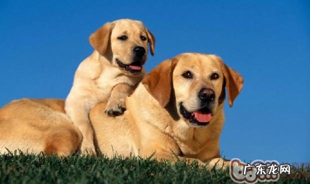 小狗食物中毒事件的缘故