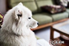 犬的慢性膀胱炎和尿道感染的医治