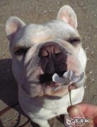 狗狗健康威协的六个报警