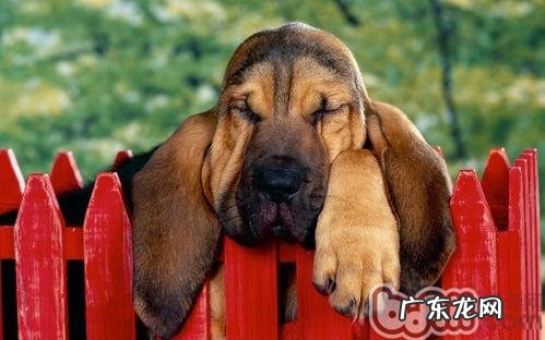 小狗的分离焦虑症基本知识