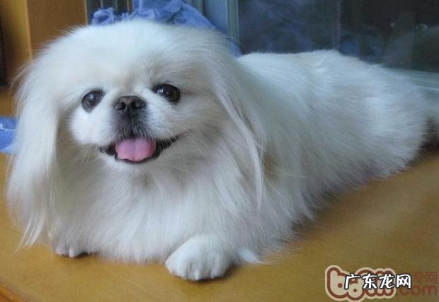 京巴的体外驱虫专业知识