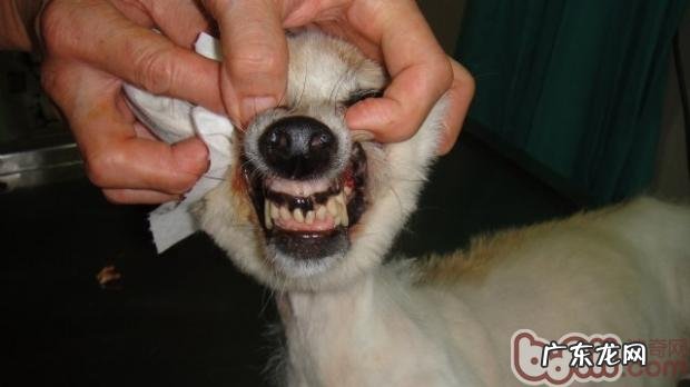 防止小狗齿槽脓漏症