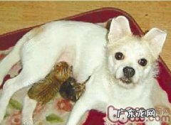 有关小狗的假怀孕的专业知识