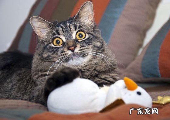 怎样可以增强自己的新陈代谢