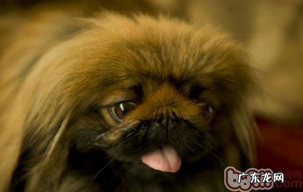 京巴接种疫苗的常见问题