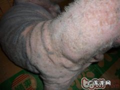 夏天给你的小狗杜绝皮肤疾病