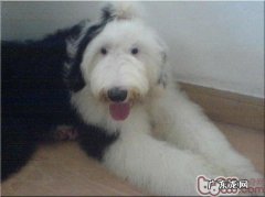 美国古代牧羊犬的繁育详细介绍