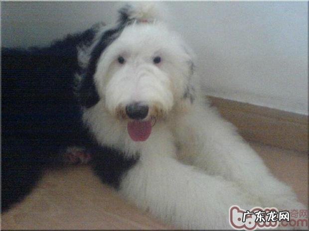 美国古代牧羊犬的繁育详细介绍